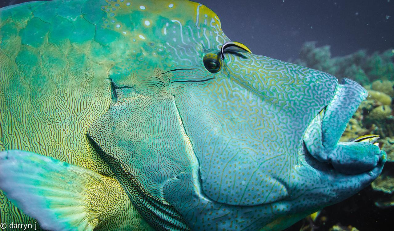 Blue Marlin Dive Komodo Labuan Bajo Eksteriør billede