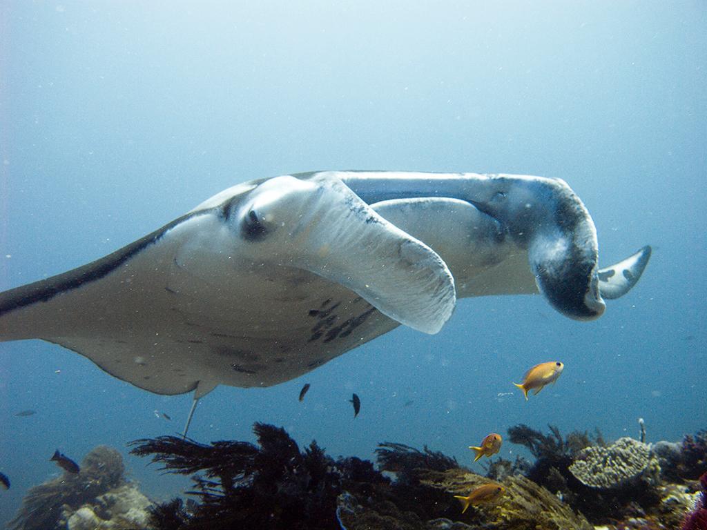 Blue Marlin Dive Komodo Labuan Bajo Eksteriør billede